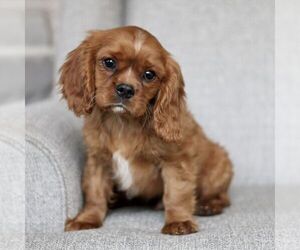 Schnauzer (Miniature) Puppy for sale in NARVON, PA, USA