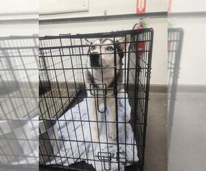 Siberian Husky Dogs for adoption in Bakersfield, CA, USA