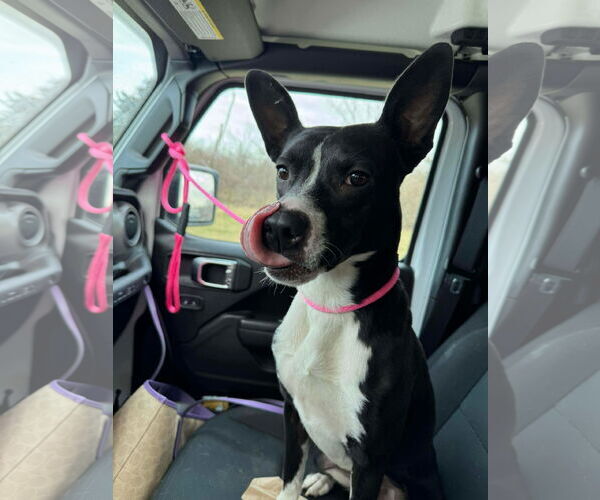 Medium Photo #2 American Pit Bull Terrier-Unknown Mix Puppy For Sale in Germantown, OH, USA