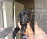 Small #2 Labrador Retriever