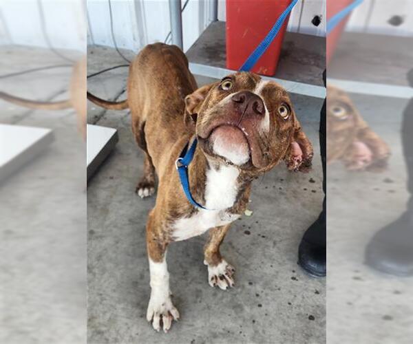 Medium Photo #1 American Pit Bull Terrier Puppy For Sale in Bakersfield, CA, USA