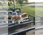 Small #10 Pembroke Welsh Corgi