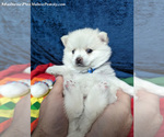 Puppy Trudy Siberian Husky