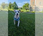 Small #4 Chihuahua Mix