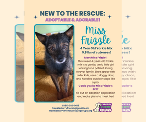 Miss Frizzle - Female Mutt Dog for Adoption - Photo #2