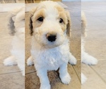 Small Photo #3 Goldendoodle Puppy For Sale in DAVISON, MI, USA