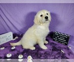 Small Photo #30 English Cream Golden Retriever Puppy For Sale in PEYTON, CO, USA