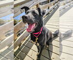 Small #15 German Shepherd Dog Mix