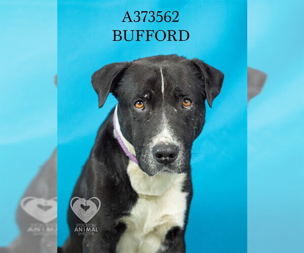 Medium Photo #2 Mutt Puppy For Sale in Stockton, CA, USA