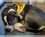 Small #4 American Pit Bull Terrier Mix