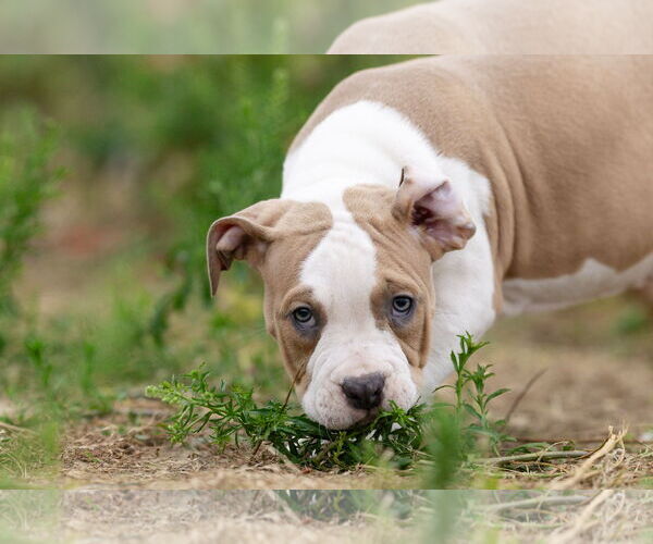 Medium Photo #15 Mutt Puppy For Sale in Garner, NC, USA