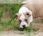 Small #14 Mutt