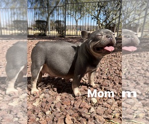 Mother of the French Bulldog puppies born on 03/18/2022