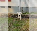 Small #6 Goldendoodle