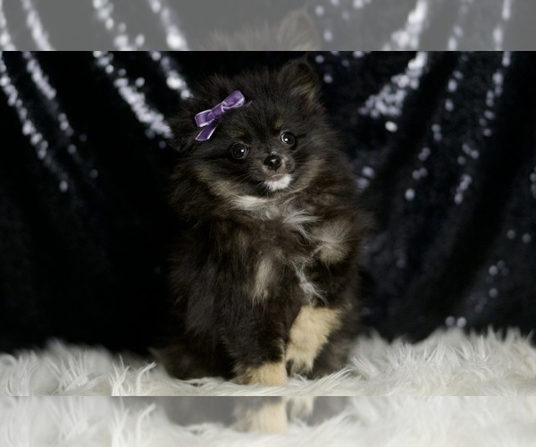 Medium Photo #8 Pomeranian Puppy For Sale in WARSAW, IN, USA