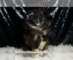Small #7 Pomeranian