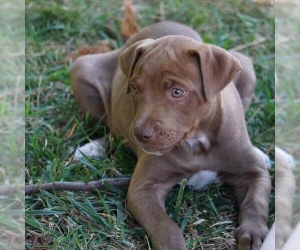 Medium Photo #4 Labrador Retriever-Unknown Mix Puppy For Sale in San Diego, CA, USA