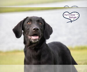 Labrenees Dogs for adoption in Lee's Summit, MO, USA