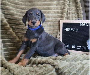 Doberman Pinscher Puppy for sale in POMEROY, OH, USA