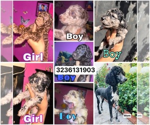 Poodle (Standard) Puppy for sale in LOS ANGELES, CA, USA