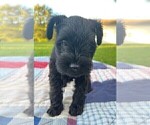 Small Photo #3 Schnauzer (Miniature) Puppy For Sale in SOUTH BEND, IN, USA