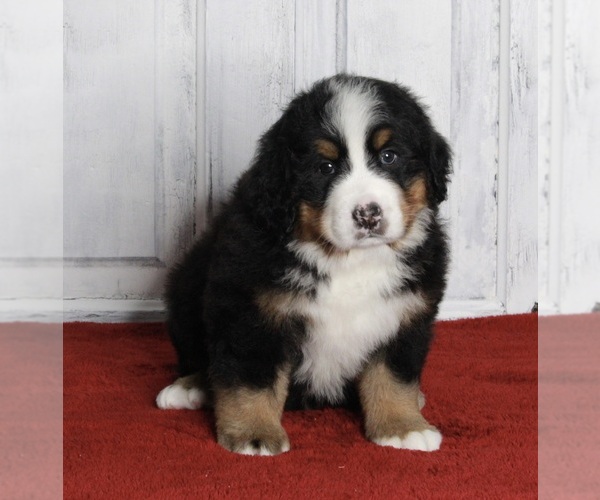 Medium Photo #3 Bernese Mountain Dog Puppy For Sale in FREDERICKSBURG, OH, USA