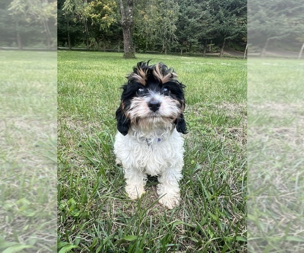 Medium Photo #44 Cavapoo-Poodle (Miniature) Mix Puppy For Sale in DURHAM, CT, USA