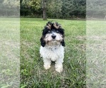 Small #43 Cavapoo-Poodle (Miniature) Mix
