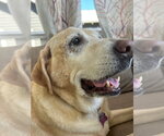 Small #2 Labrador Retriever