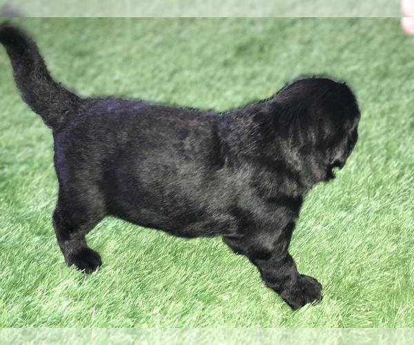 Medium Photo #3 Shepadoodle Puppy For Sale in BELLA VISTA, AR, USA