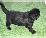Small Photo #3 Shepadoodle Puppy For Sale in BELLA VISTA, AR, USA