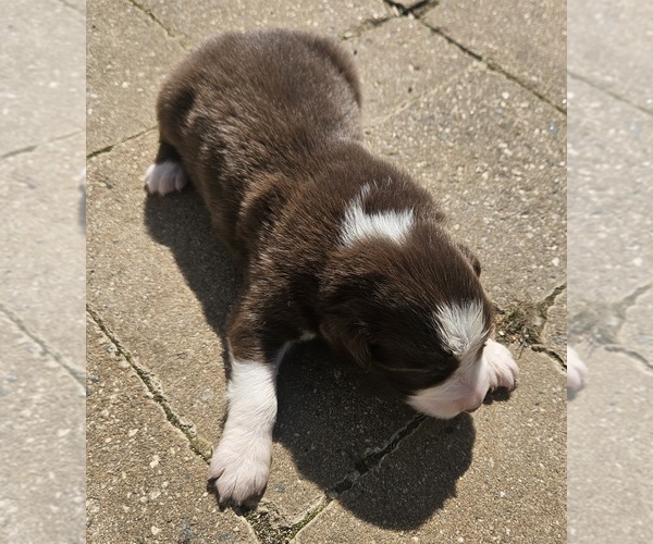 Medium Photo #1 Australian Shepherd Puppy For Sale in NELSON, VA, USA