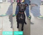 Small #5 American Pit Bull Terrier