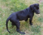Small Photo #5 Great Dane-Labrador Retriever Mix Puppy For Sale in ESTACADA, OR, USA