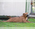 Small #2 German Shepherd Dog Mix