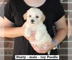 Small #2 Poodle (Toy)