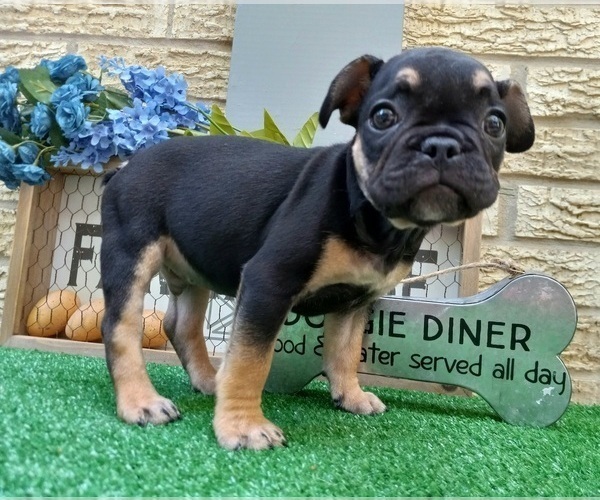 Full screen Photo #2 French Bulldog Puppy For Sale in CARTHAGE, TX, USA