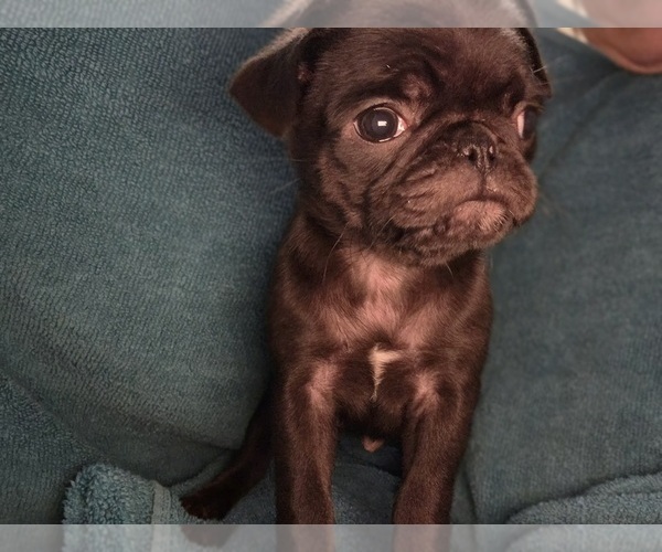 Medium Photo #4 Pug Puppy For Sale in HILLSDALE, MI, USA