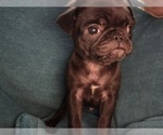 Small #3 Pug