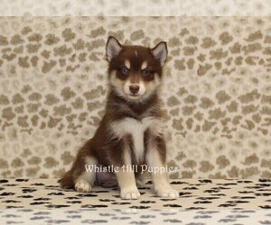 Pomsky Puppy for sale in DENVER, PA, USA