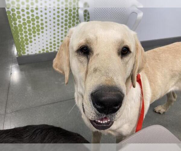 Medium Photo #1 Labrador Retriever Puppy For Sale in San Martin, CA, USA
