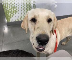 Labrador Retriever Dogs for adoption in San Martin, CA, USA