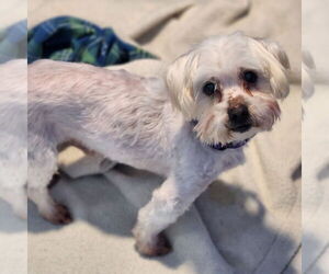 Cooper - Male Silkese Dog for Adoption - Photo #2