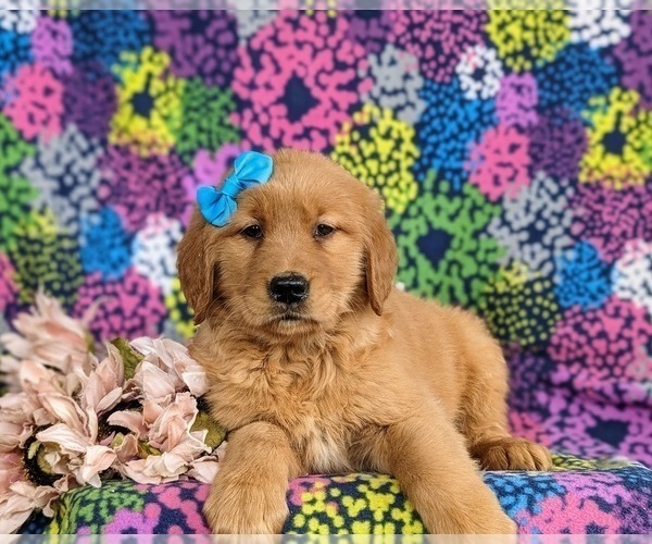 Medium Photo #3 Golden Retriever Puppy For Sale in OXFORD, PA, USA