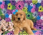 Small Photo #3 Golden Retriever Puppy For Sale in OXFORD, PA, USA