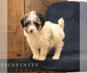 Bernedoodle (Miniature) Puppy for sale in NARVON, PA, USA