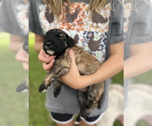 Poodle (Standard) Puppy for sale in WEST PLAINS, MO, USA