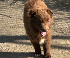 Australian Shepherd Puppy for sale in PIXLEY, CA, USA