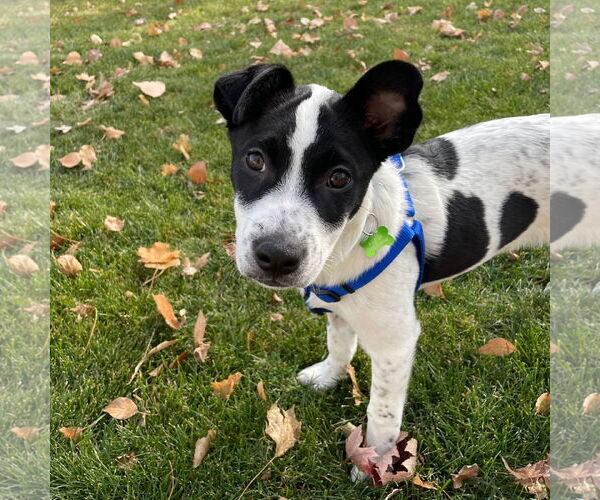 Medium Photo #7 American Pit Bull Terrier-Unknown Mix Puppy For Sale in Fargo, ND, USA