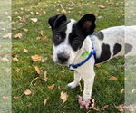 Small #6 American Pit Bull Terrier Mix